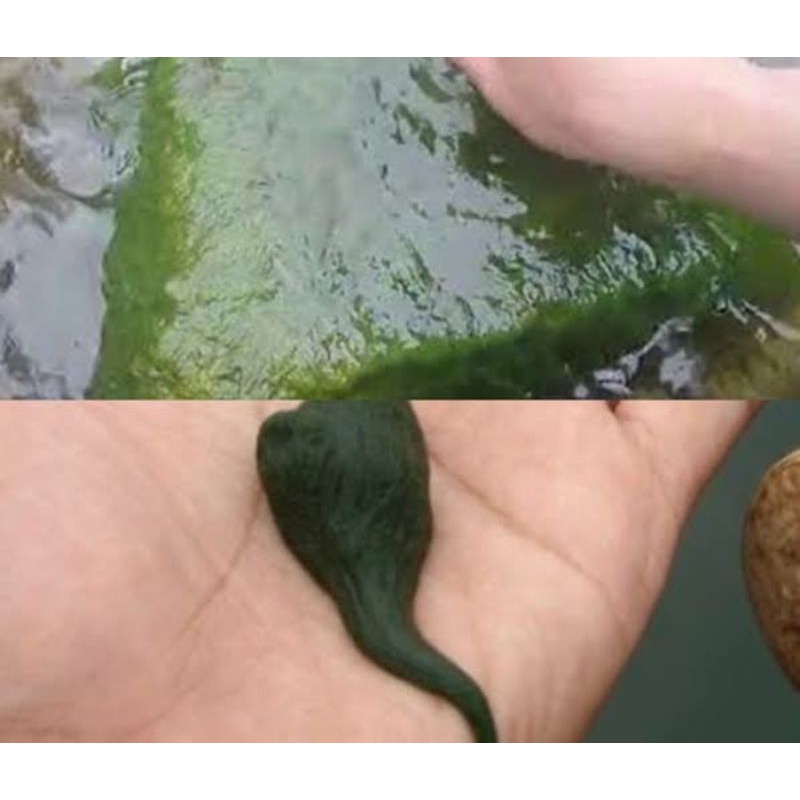 Lumut Batu Kali Asli Umpan Mancing Ikan Lumut Mancing 100gr