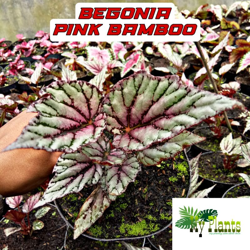 Harga Begonia Pink Bamboo Terbaru Februari 2023 |BigGo Indonesia