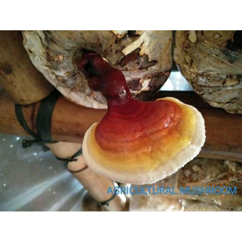 bibit f2 jamur lingzhi