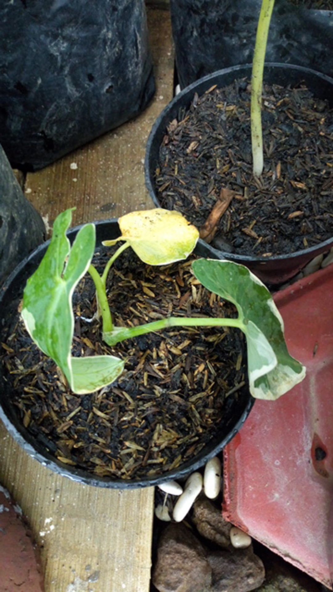 Keladi Kantong Semar Tanaman Hias