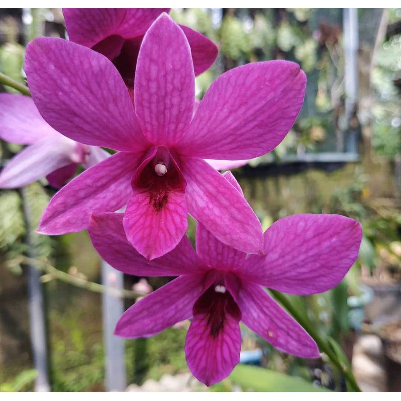 Dendrobium Bantimurung Dewasa