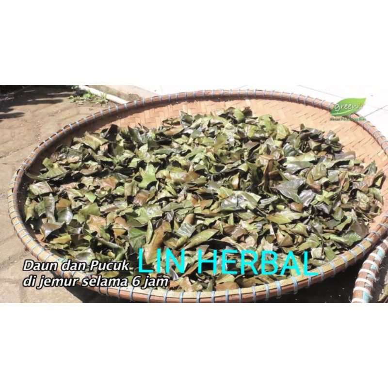 Benalu Pohon Senduduk Kering - Teh Benalu Pohon Harendong Kemasan 250 Grm