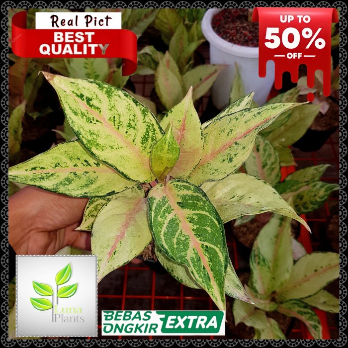 Tanaman hias aglonema frozen besar - aglonema frozen