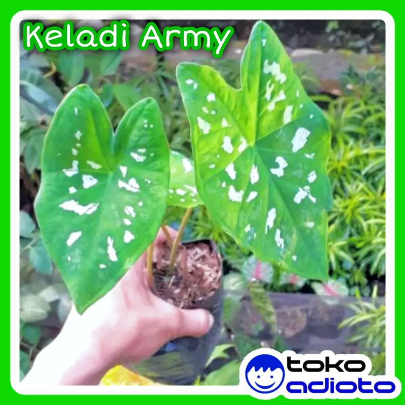 MURAH Keladi Army / Keladi Loreng / Tanaman Hias
