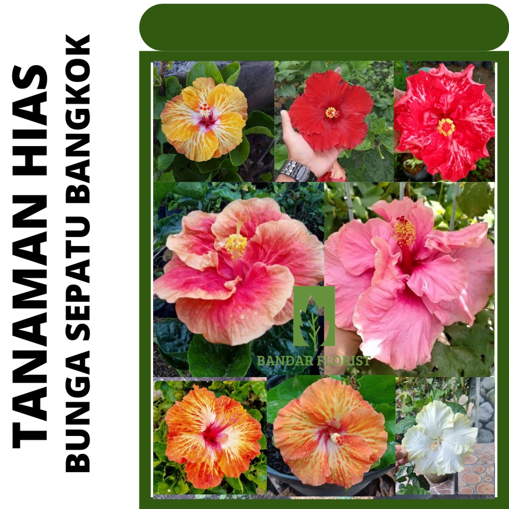 Bunga sepatu Bangkok -Tanaman hias hibiscus sepatu - banyak warna (Mahal Berkualitas)