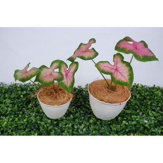 Caladium Shycool Shopee Indonesia