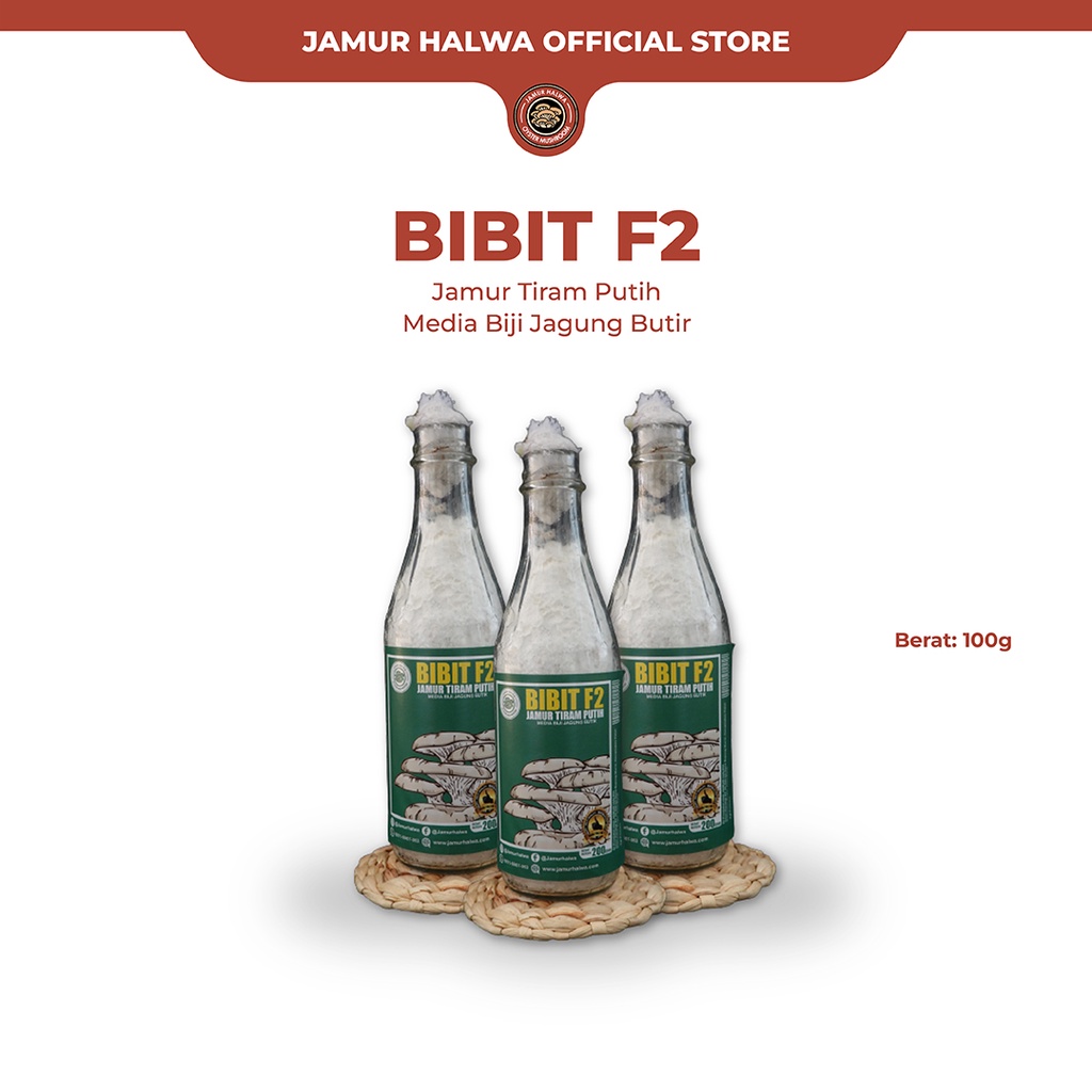 Bibit F2 Jamur Tiram | Bibit Jamur Tiram Berkualitas | Cocok untuk Budidaya Jamur Tiram