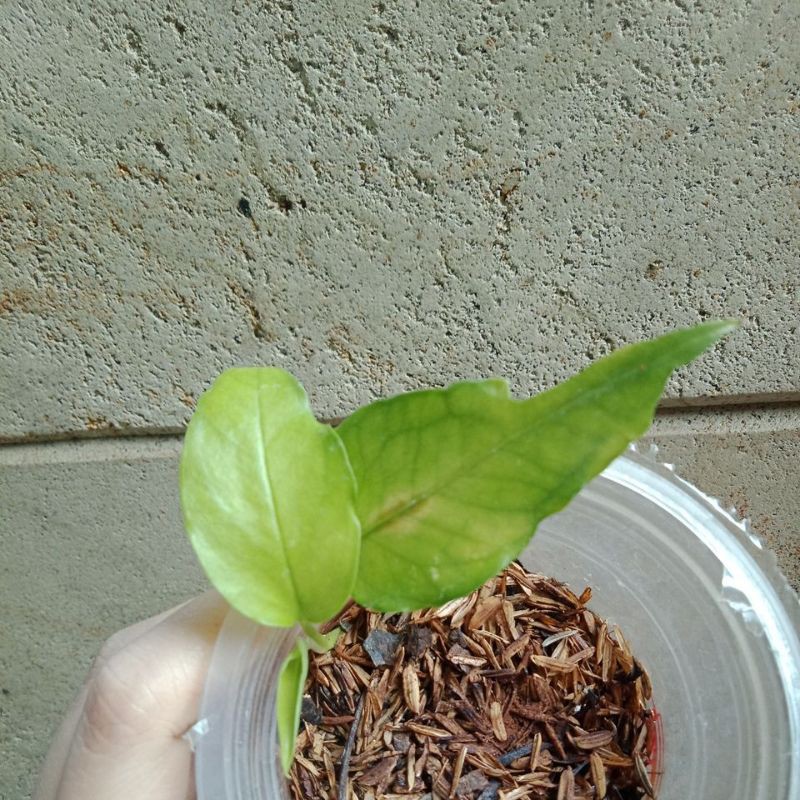 Epipremnum Skeleton Key / Epi Skeleton Key