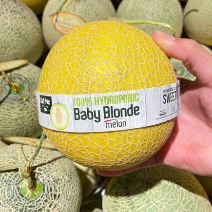 

Melon baby blonde hidroponik manis lembut | pcs