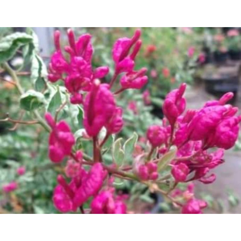 Bibit Bugenvil anggur merah fucia