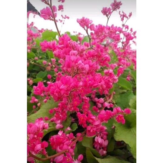 Biji Bunga Air mata pengantin