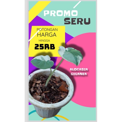 tanaman hias alocasia giganea var