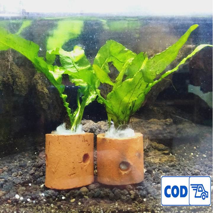 Per Pot Java Fern Kadaka Microsorum Pteropus Tanaman Air Untuk Aquascape Aquarium Shopee Indonesia