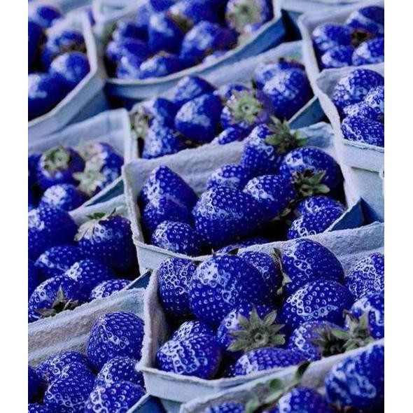 Tanaman Benih Bibit Biji Buah Strawberry Biru/Blue Import 50 But #_*