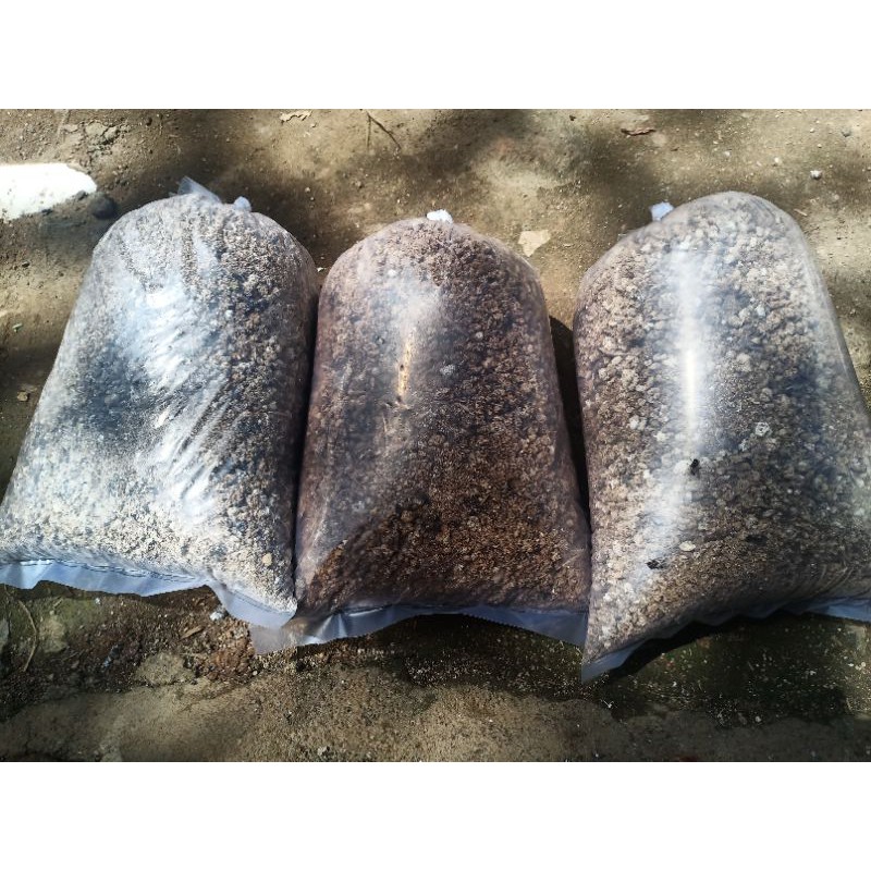 Kotoran puyuh/kohe puyuh/kotoran burung puyuh