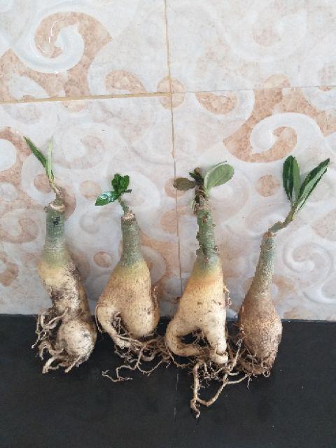 Paket 4 Batang Bibit Bunga Kamboja Jepang Adenium Triple Warna Terbaru 2019 Bonggol Besar