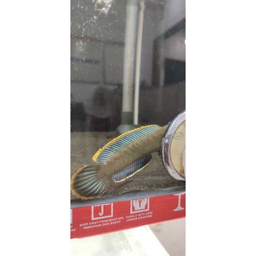 Limbata Asli Lampung size 5-20cm