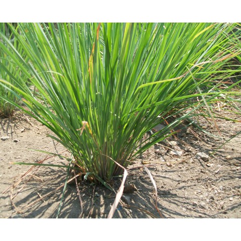 

Daun sereh/daun serai/ batang serai 1 ikat