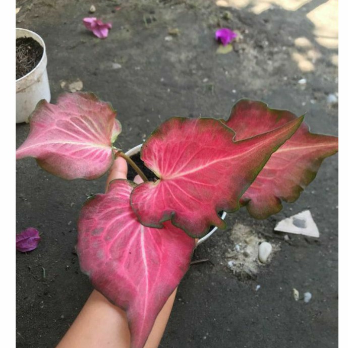 Caladium/Keladi Pink Ramla