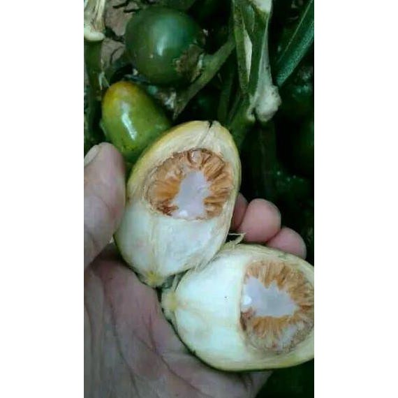 

Sale!! Promo Buah Pinang Tua 500Gr Terbaru