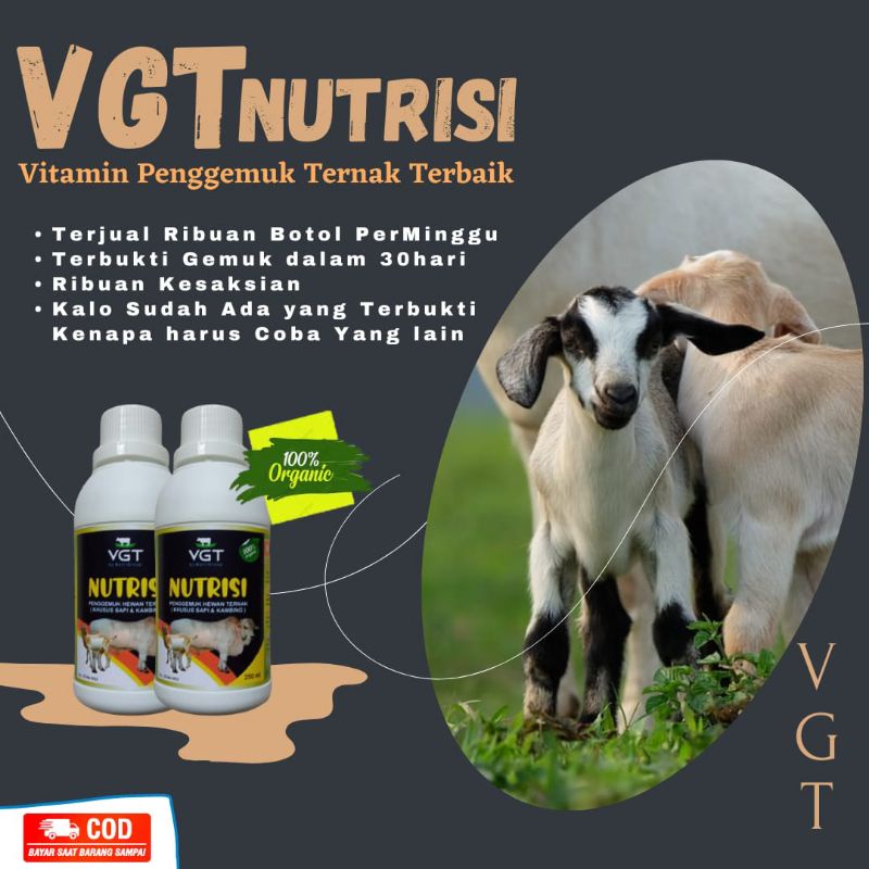 VGT NUTRISI PENGGEMUK KAMBING