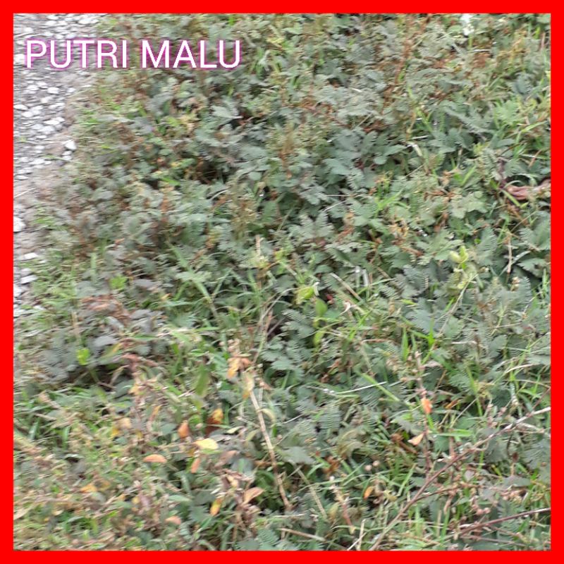 PUTRI MALU bibit tanaman herbal bunga putri malu