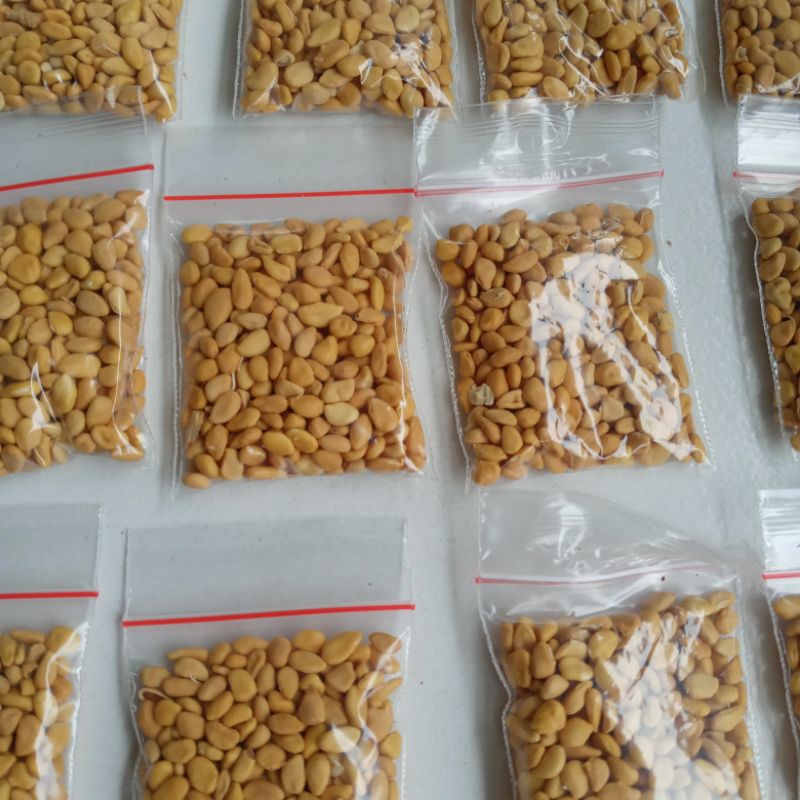 Biji kawista batu / kawista kerikil 400 biji siap semai