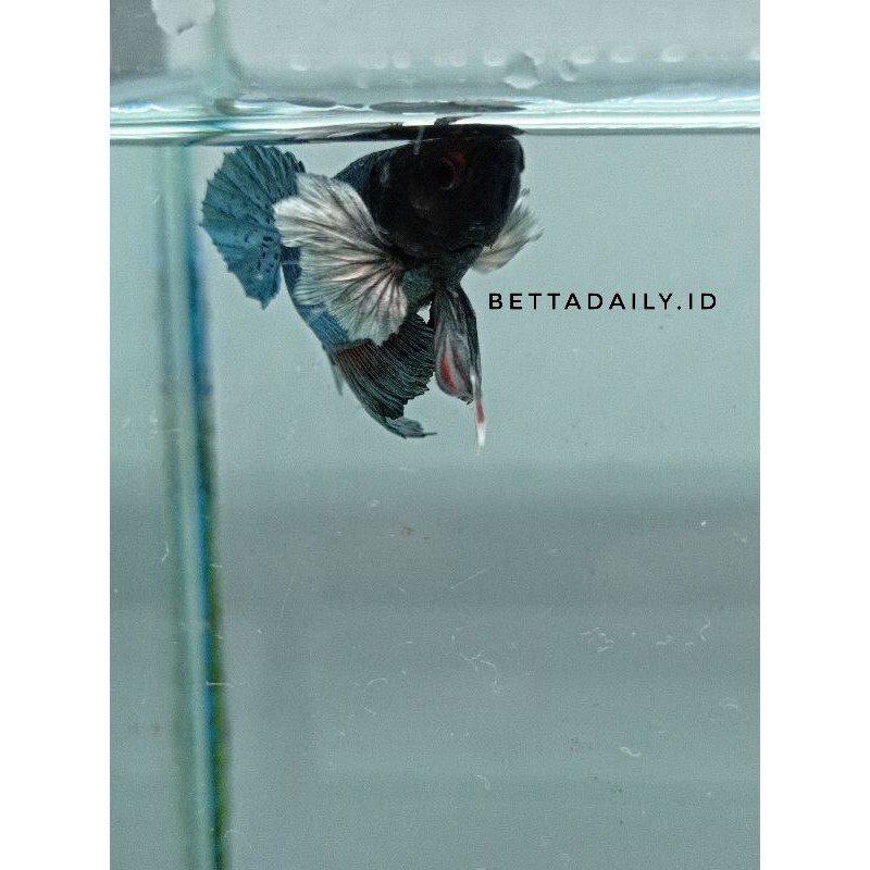 ikan cupang dumbo ear | plakat dumbo ear