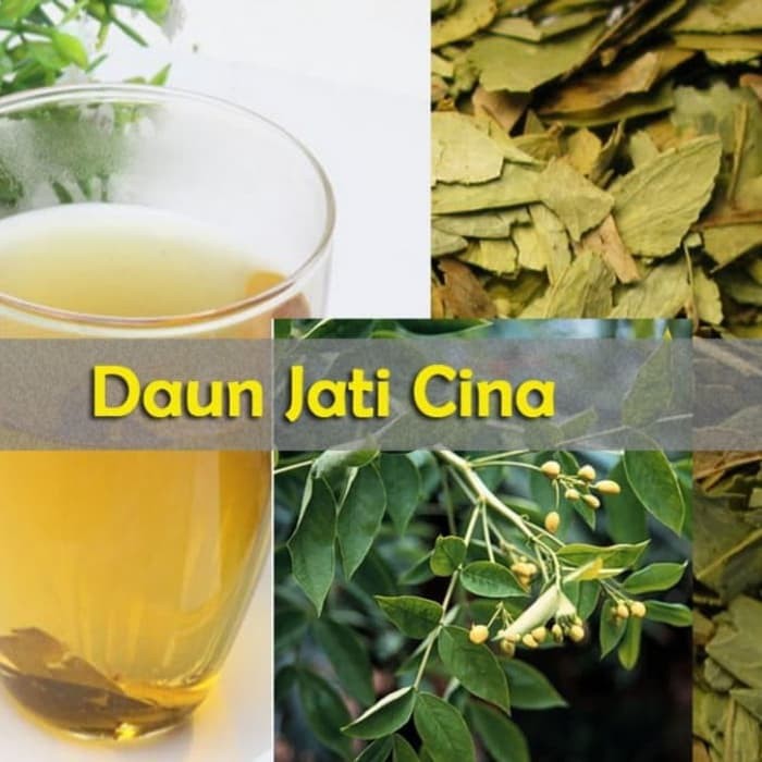 

Teh Pelangsing Herbal Daun Jati China