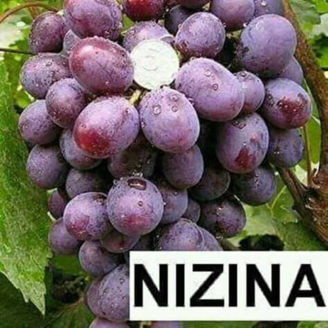 Bibit anggur import nizina