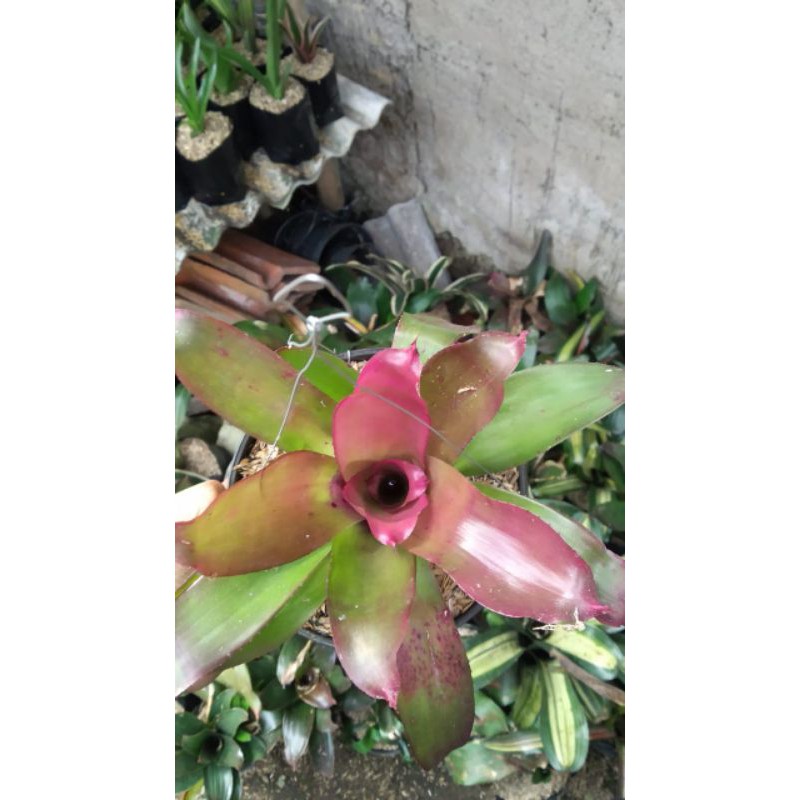 bromelia paketan