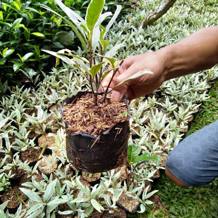 bibit tanaman hias gandarusa putih gandarusa