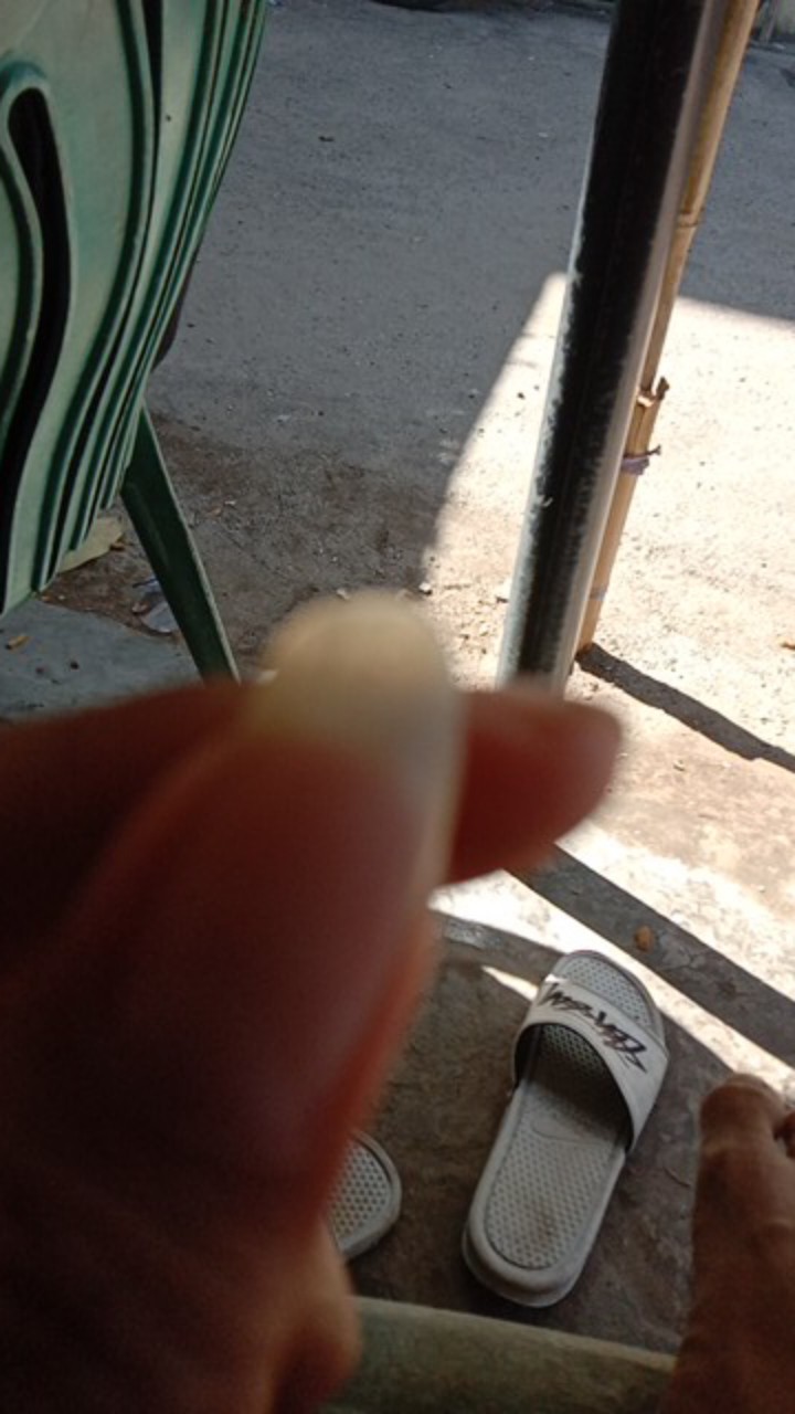 Sikat Tembaga / Sikat Kawat / Sikat Kuningan