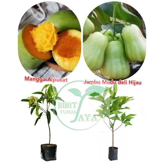 Bibit mangga alpukat dan jambu madu deli hijau