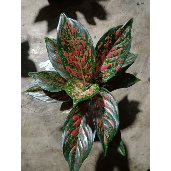 aglonema Venus rumpun 2