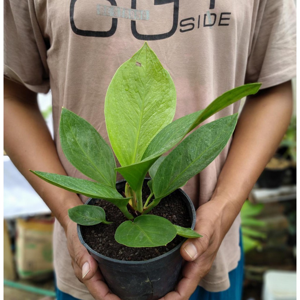 Anthurium Jemani Cobra Hybrid Esmeralda