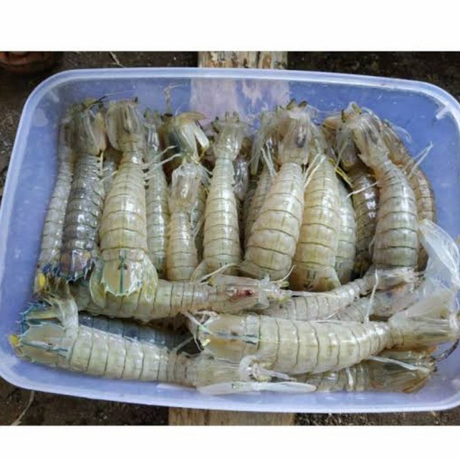 

Udang Ronggeng Berkualitas 1Kg