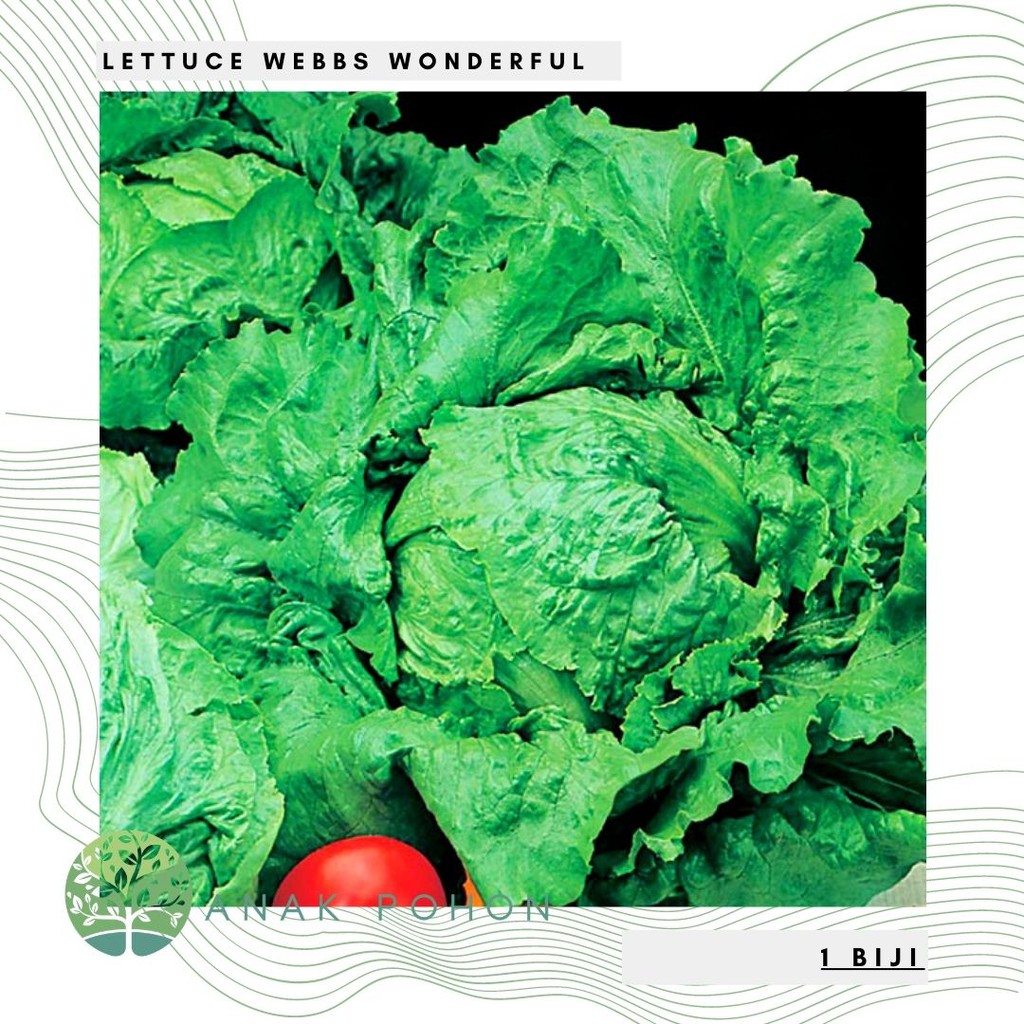 Benih Bibit Biji - Lettuce Webbs Wonderful Selada Krop Iceberg Seeds - IMPORT