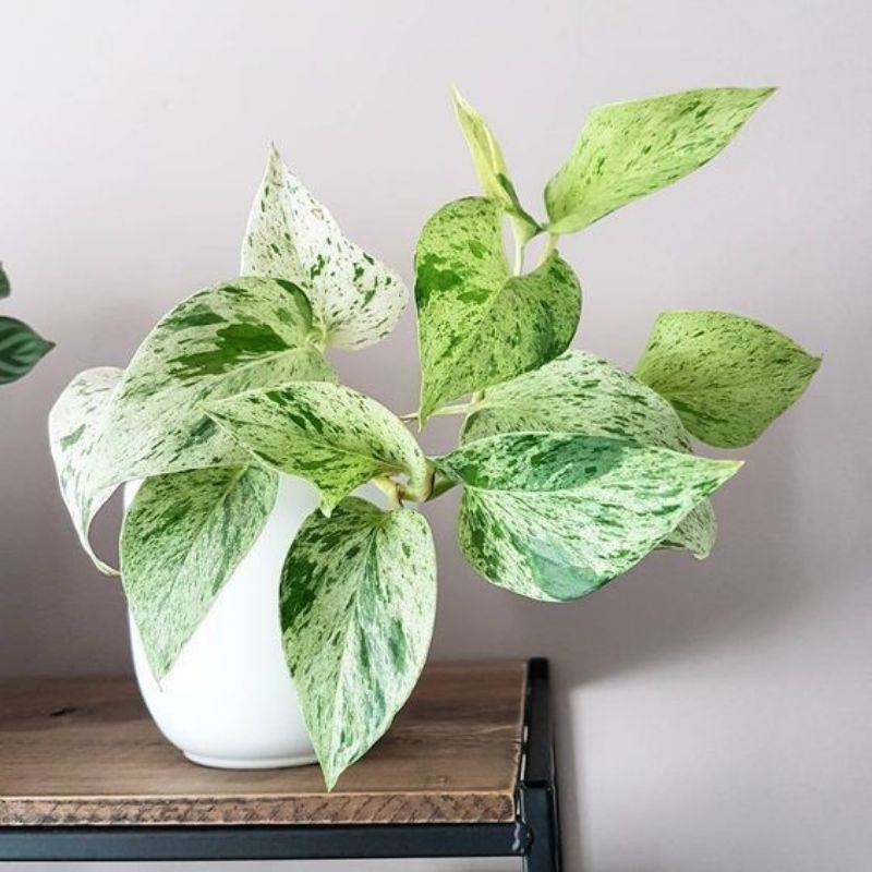 Tanaman hias sirh gading variegata/ epipremnum marble queen variegata