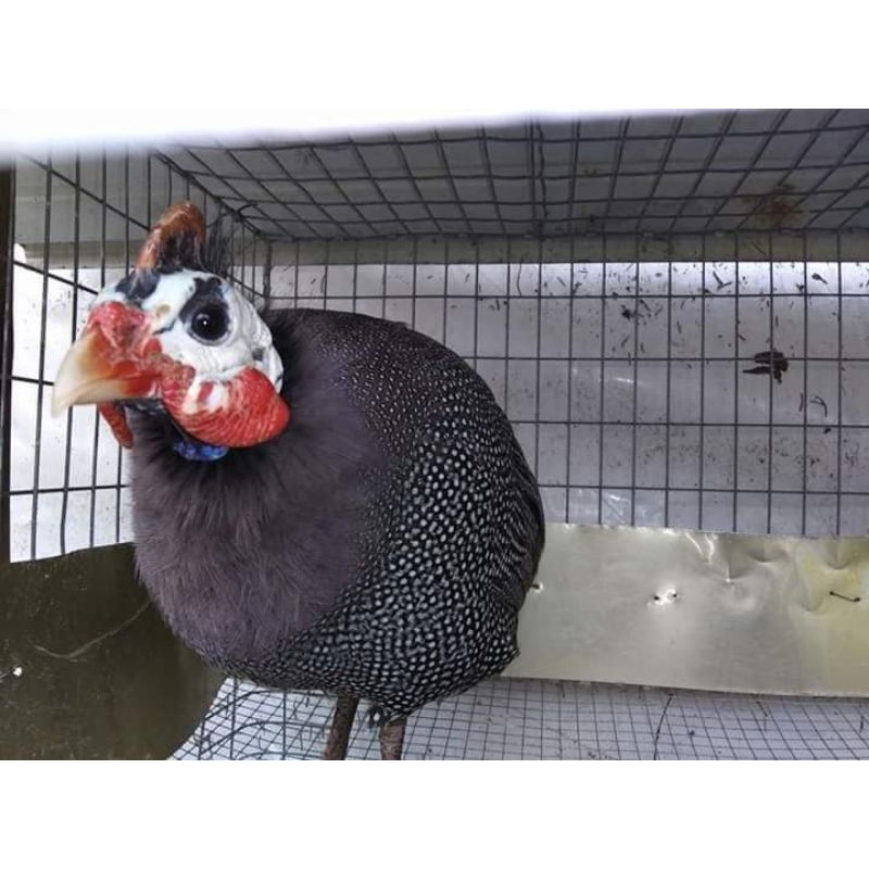 Induk Ayam Mutiara Indukan Ayam Hias Guinea Fowl Dewasa Bandung