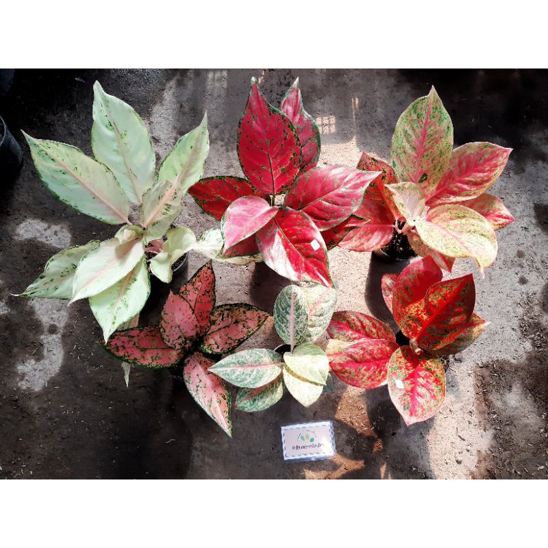 Tanaman Hias Aglonema/Tanaman hias aglaonema/Bunga/Aglonema/Bibit Tanaman Hias Aglonema