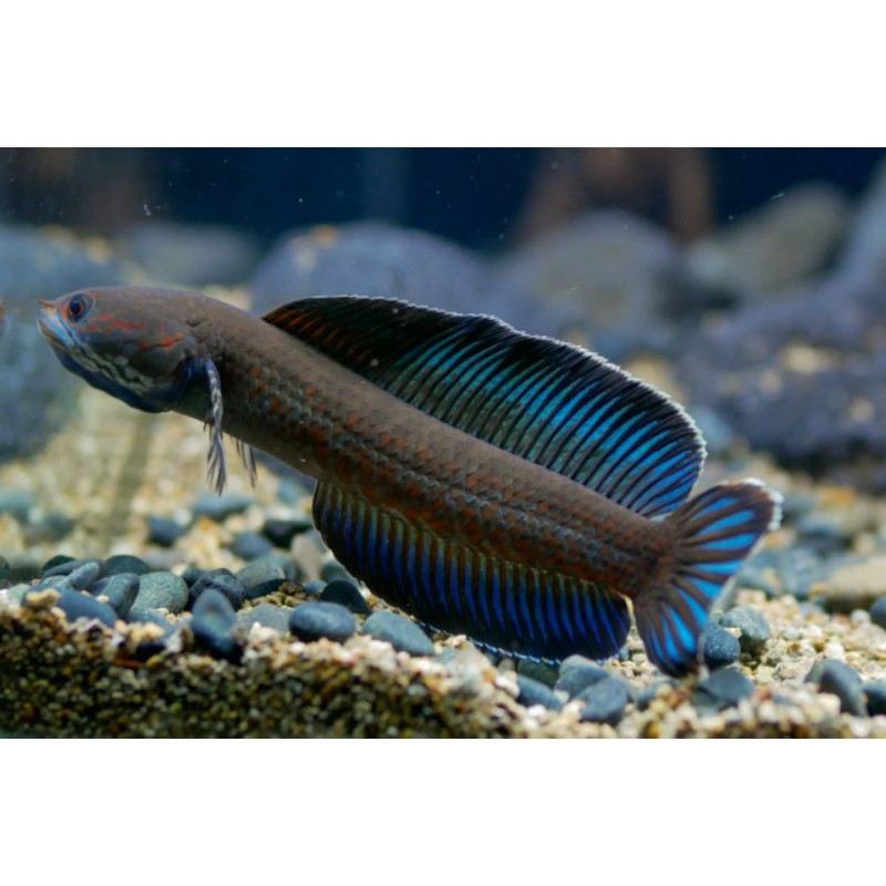 andrao 12-14cm manteb2 bosq Monggo yg nyidam