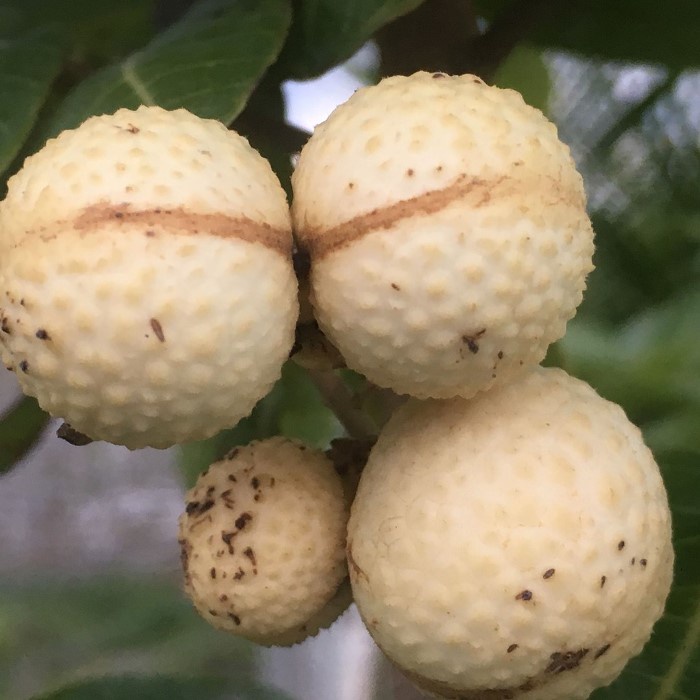 Bibit Tanaman Buah KELENGKENG AROMA DUREN Premium