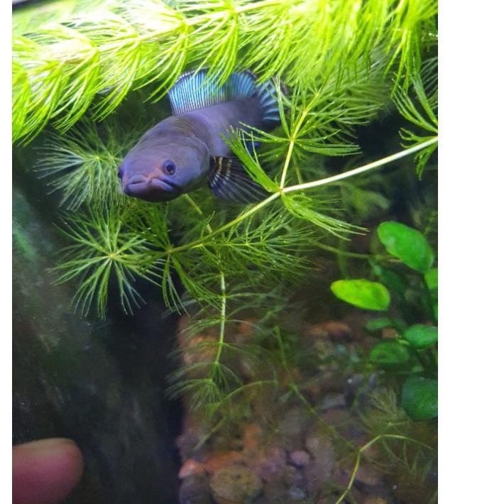 (omj-597) channa andrao dwarf neon baby 3-4cm mantul biru mantap foto induk terlampir .