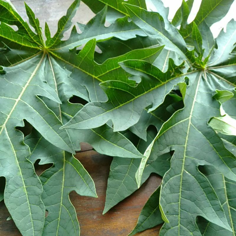 

Daun Pepaya / Godong Kates petik segar