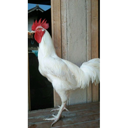 Ayam Pelung