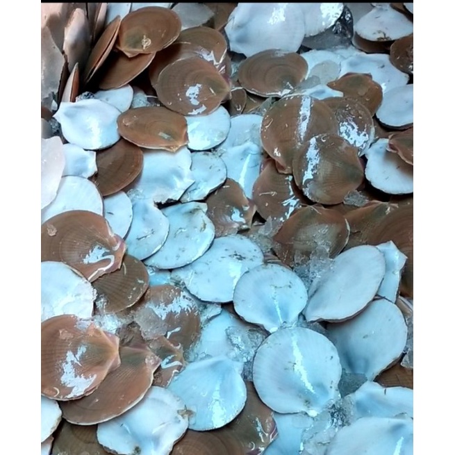 

KERANG SIMPING