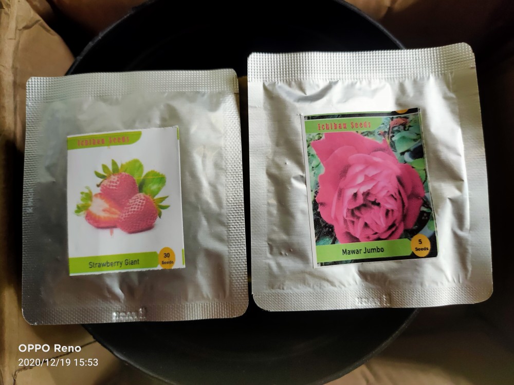 Benih Bibit Biji Strawberry Giant Raksasa Stroberi Strawberi