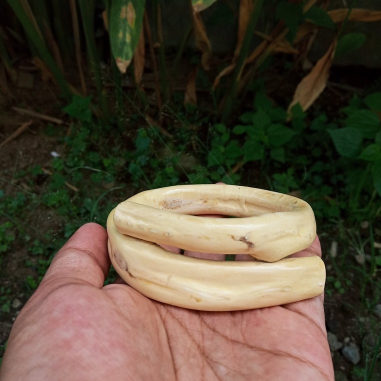 Gelang Akar Bahar Putih Asli Berkualitas