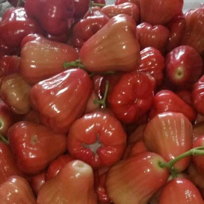 

SAYUR & BUAH BUAH JAMBU CINCALO MERAH FRESH 1KG MAKANAN & MINUMAN